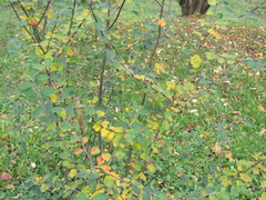 Cotoneaster insignis