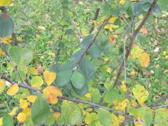 Cotoneaster insignis