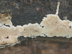 Steccherinum nitidum