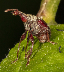 Himatolabus pubescens