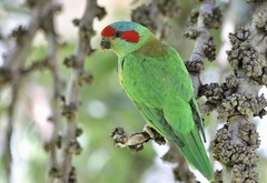 Glossopsitta concinna