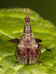 Himatolabus pubescens
