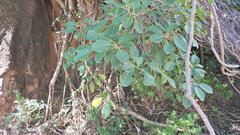 Ficus cotinifolia