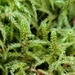 Scarce Turf-Moss - Photo (c) Thomas Guggemoos, some rights reserved (CC BY-NC), uploaded by Thomas Guggemoos