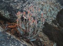 Dudleya abramsii abramsii