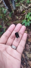 Dynamine chryseis