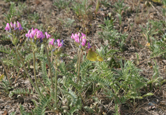 Oxytropis strobilacea