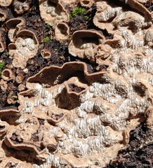 Dentocorticium portoricense