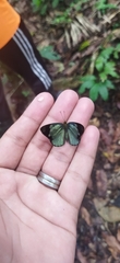 Dynamine chryseis