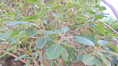 Ficus cotinifolia