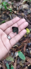 Dynamine chryseis