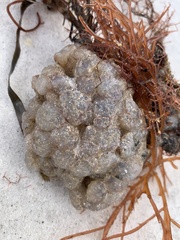 Aplidium stellatum