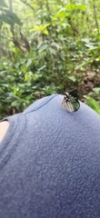 Dynamine chryseis