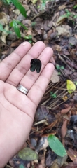Dynamine chryseis