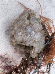 Aplidium stellatum