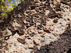 Dentocorticium portoricense