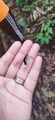 Dynamine chryseis