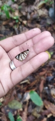 Dynamine chryseis