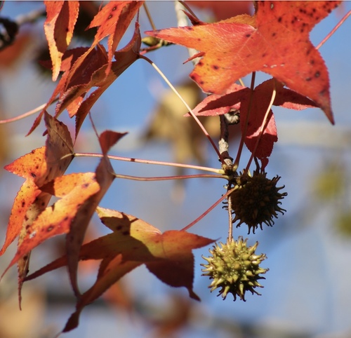 Liquidambar styraciflua