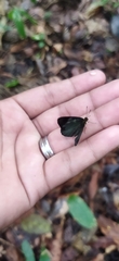 Dynamine chryseis