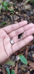 Dynamine chryseis