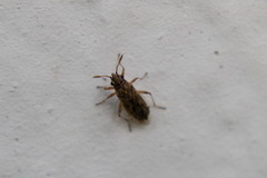 Nysius