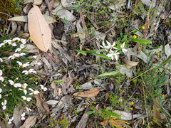 Caladenia marginata