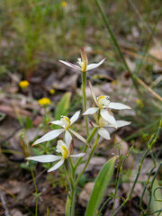 Caladenia marginata