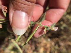 Acmispon americanus americanus