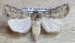Euxoa misturata
