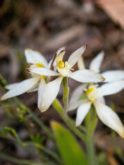 Caladenia marginata