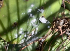 Dactylopius confusus