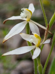 Caladenia marginata