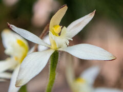 Caladenia marginata