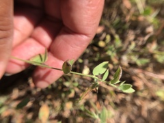 Acmispon americanus americanus