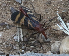 Panorpa nuptialis
