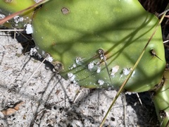 Dactylopius confusus