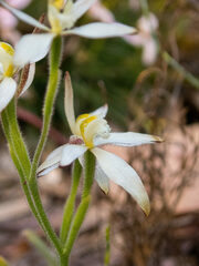 Caladenia marginata