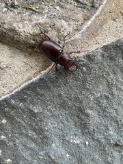 Lucanus capreolus