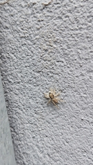 Menemerus bivittatus