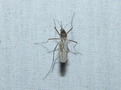 Culiseta inornata