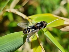 Austroscaeva melanostoma