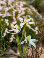 Caladenia marginata