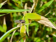 Austroscaeva melanostoma