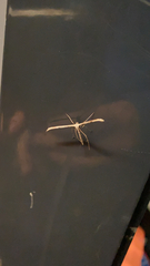 Emmelina monodactyla