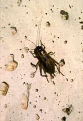 Gryllus campestris
