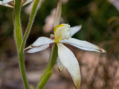 Caladenia marginata
