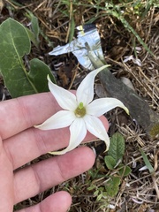 Jaborosa integrifolia