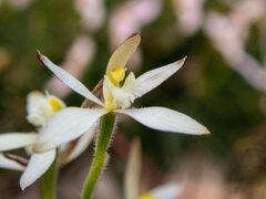 Caladenia marginata