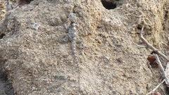 Laudakia vulgaris